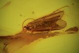 Detailed Fossil Caddisfly (Trichopterae) In Baltic Amber #90851-2